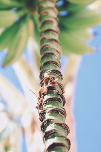 Close-up of a plant