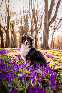 Portrait of a dog on field