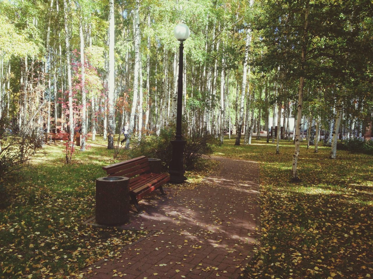 tree, growth, tranquility, park - man made space, nature, empty, tree trunk, green color, forest, tranquil scene, the way forward, absence, footpath, day, outdoors, park, plant, grass, no people, sunlight