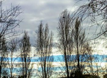 Bare trees against sky