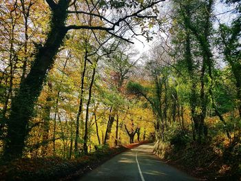 Road amidst trees in forest during autumn