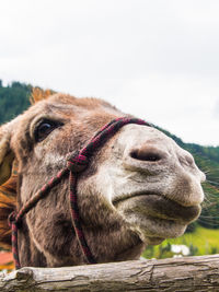 Close up of a donkey