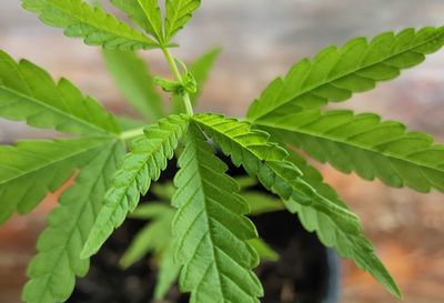 Close-up of fresh green marijuana leaves