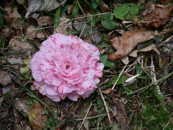 High angle view of pink flower on field