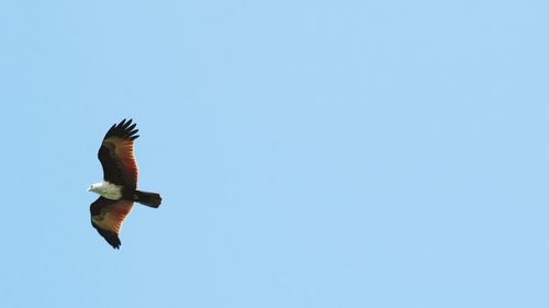 Low angle view of eagle flying against clear blue sky