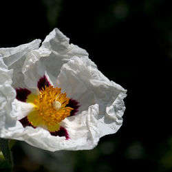 Close-up of flower against black background