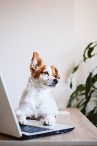 Dog sitting on table