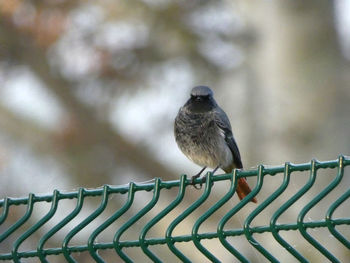 Bird perching on metal fence