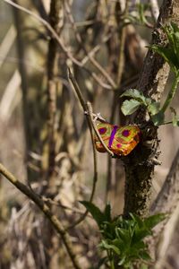 Close-up of butterfly on plant