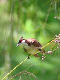 Close-up of bird perching on branch