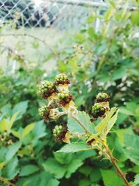 Close-up of yellow flowering plant