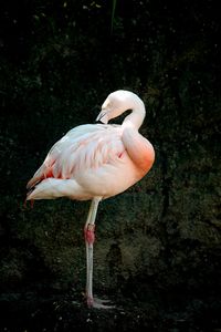 Close-up of a bird