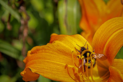 Close-up of bee on yellow flower