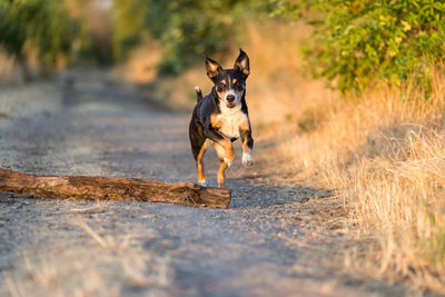 Dog running on field