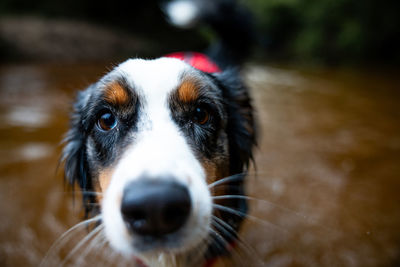 Close-up of dog