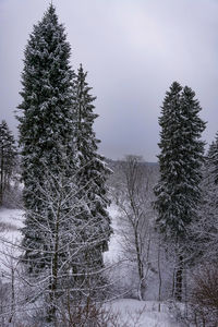 Trees on snow covered field against sky