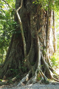 Trees in forest