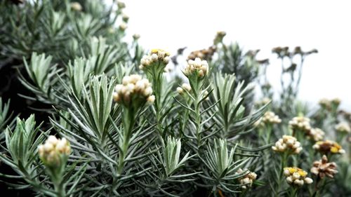 Close-up of flowering plants on field