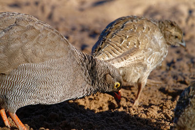 Close-up of a bird on field