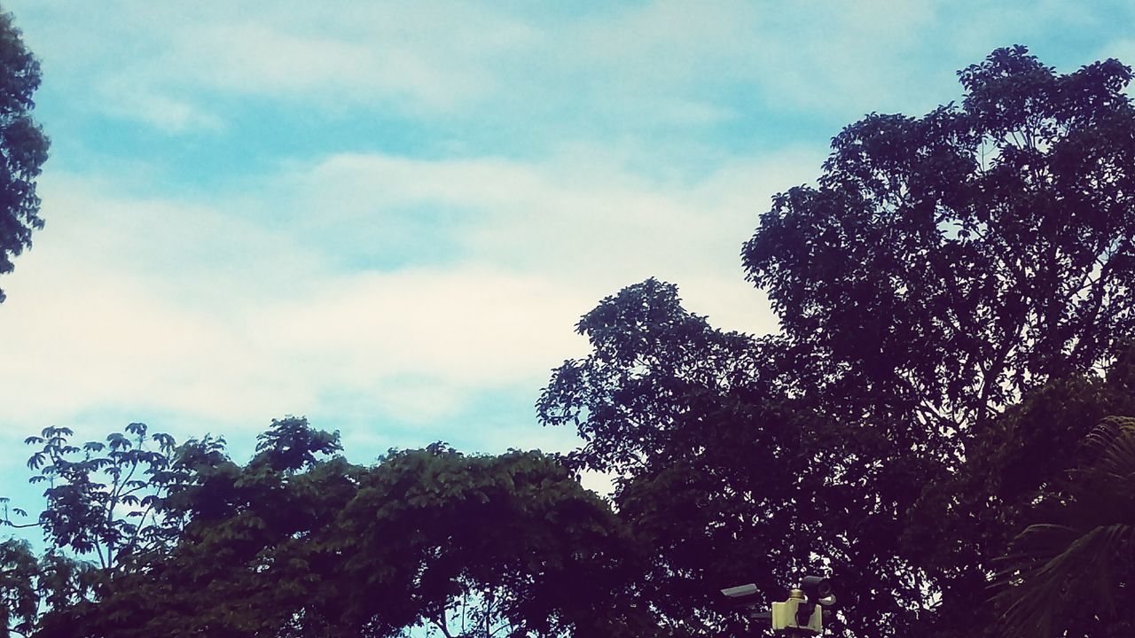 tree, low angle view, sky, cloud - sky, growth, branch, nature, cloudy, beauty in nature, cloud, high section, day, outdoors, tranquility, silhouette, no people, treetop, weather, tall - high, scenics