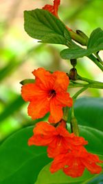 Close-up of hibiscus blooming outdoors