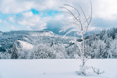 Frozen tree against snowcapped mountain and clouds