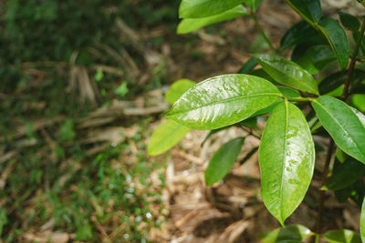 High angle view of plant growing on field