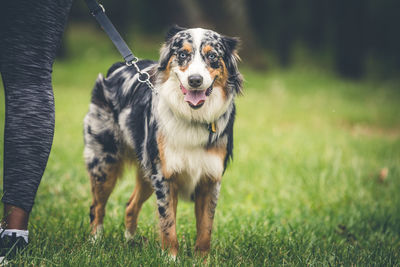 Portrait of dog standing on field