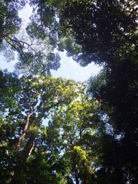 Low angle view of trees