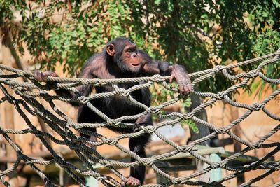 Close-up of monkey on tree at zoo