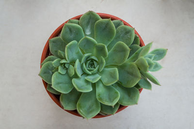 High angle view of succulent plant