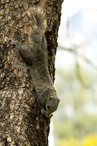 Close-up of squirrel on tree trunk