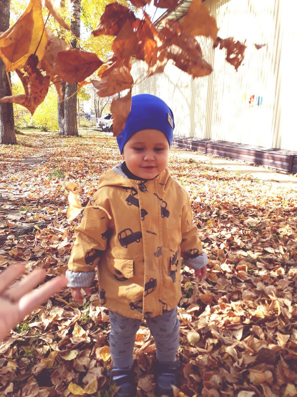 child, childhood, leaf, plant part, real people, autumn, change, boys, one person, nature, standing, front view, day, land, males, cute, leisure activity, girls, leaves, innocence, outdoors, warm clothing