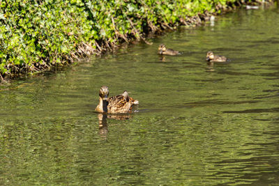 Ducks swimming in lake