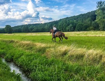 Horse on field against mountain range