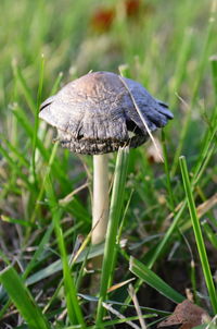 Close-up of mushroom growing on field