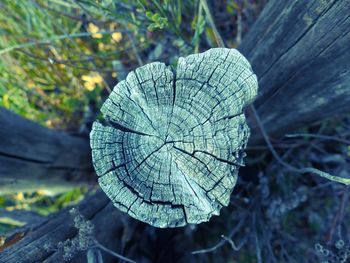 Close-up of tree stump in forest