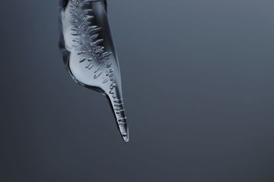 Close-up of icicle outdoors