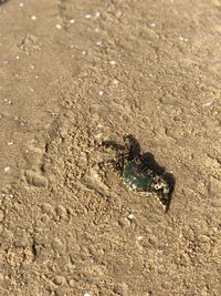 High angle view of starfish on beach