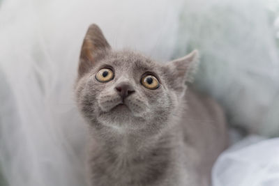 Close-up portrait of a cat