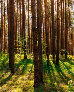 Trees in forest