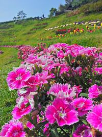 Close-up of pink flowers blooming on field