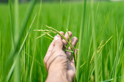 Cropped hand of person holding plant growing on field