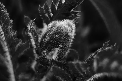 Close-up of dandelion flower