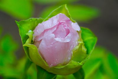 Close-up of pink rose blooming in park