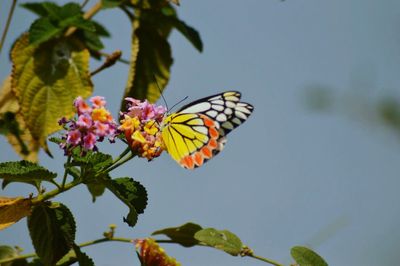 Close-up of butterfly perching on flower