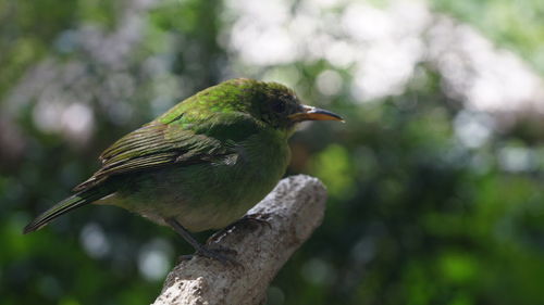 Close-up of bird perching outdoors