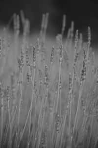 Close-up of plants