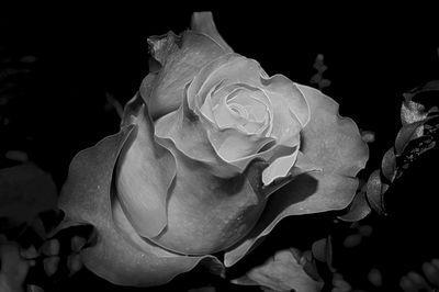 Close-up of rose against black background