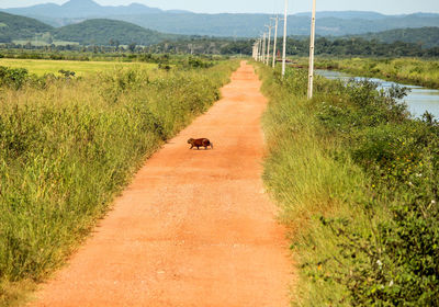 Dog on road amidst trees